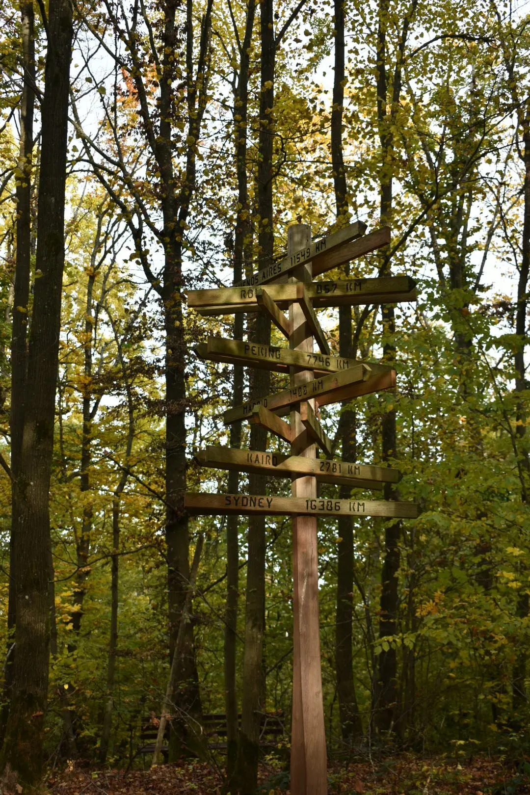 Hölzerner Wegweiser mit vielen Richtungsschildern im Wald