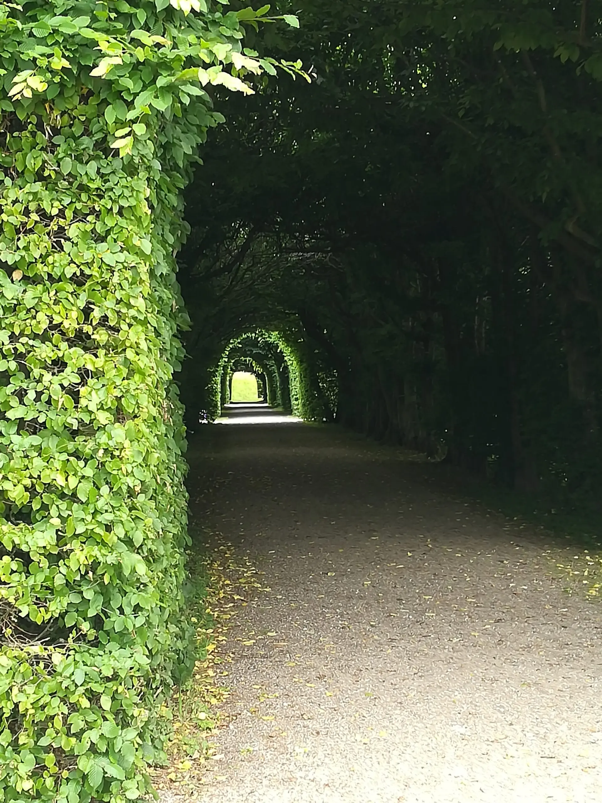Weg durch die Natur